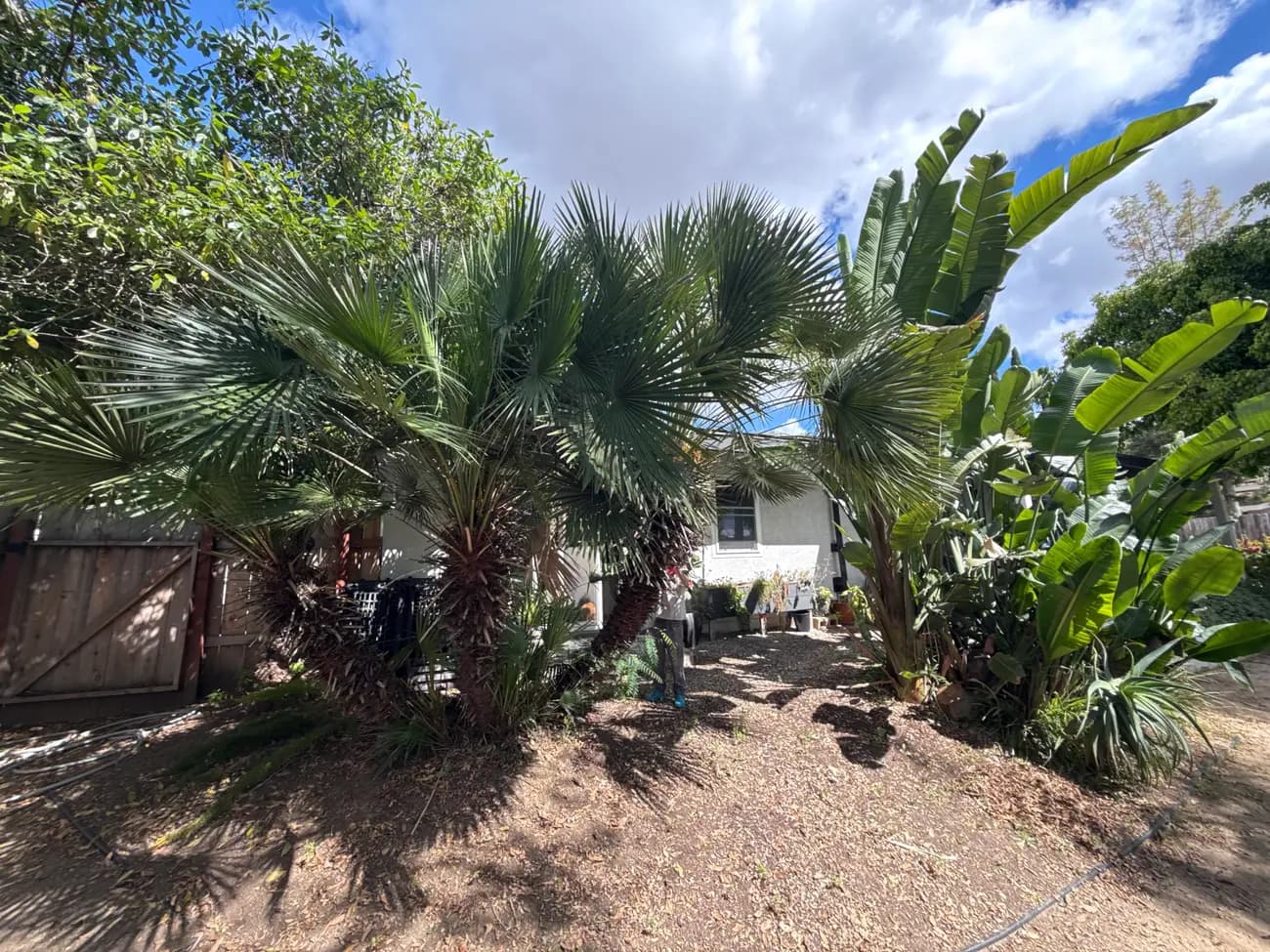 The back yard before the work, with palms and bare dirt running out to the fence.